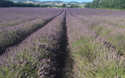 Segni premonitori e rivelatori